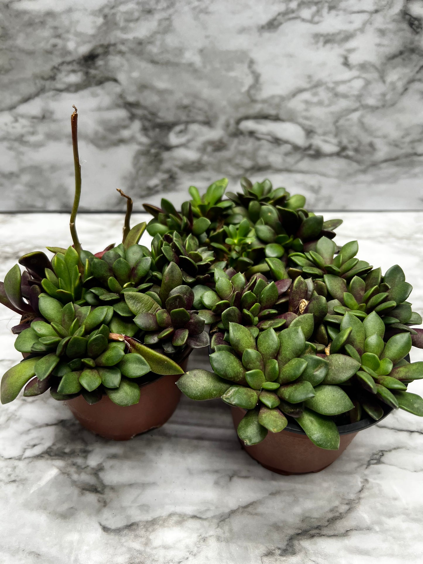 Anacampseros rufescens - Sand Rose