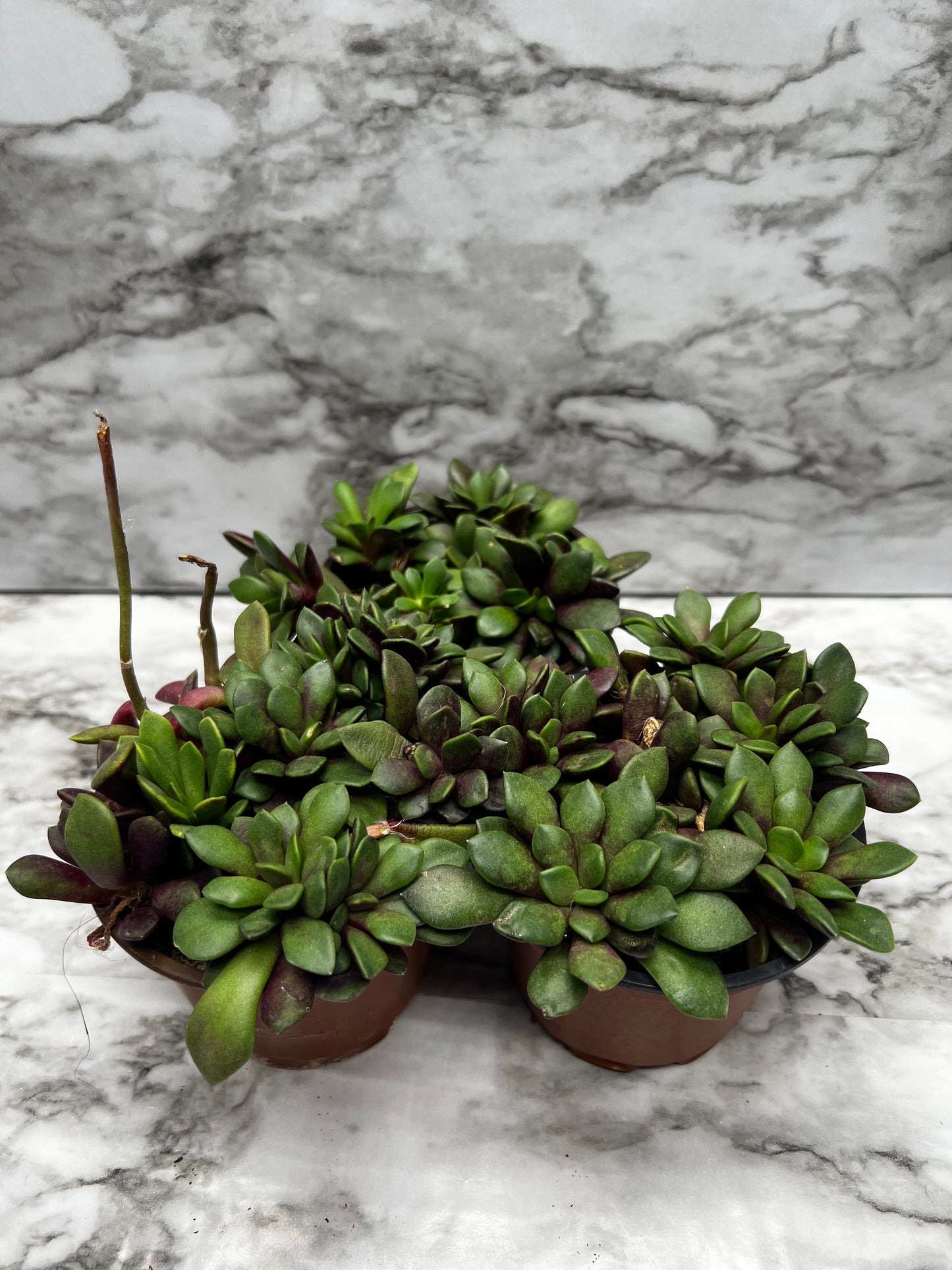 Anacampseros rufescens - Sand Rose