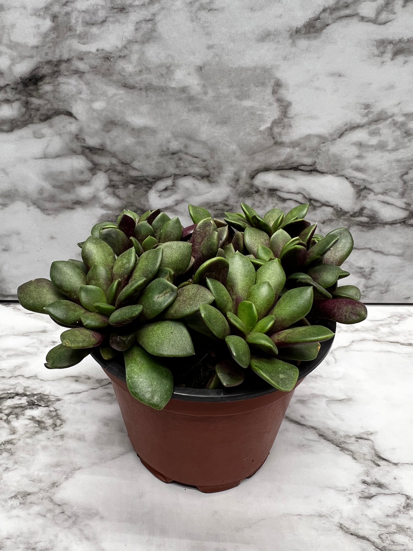 Anacampseros rufescens - Sand Rose