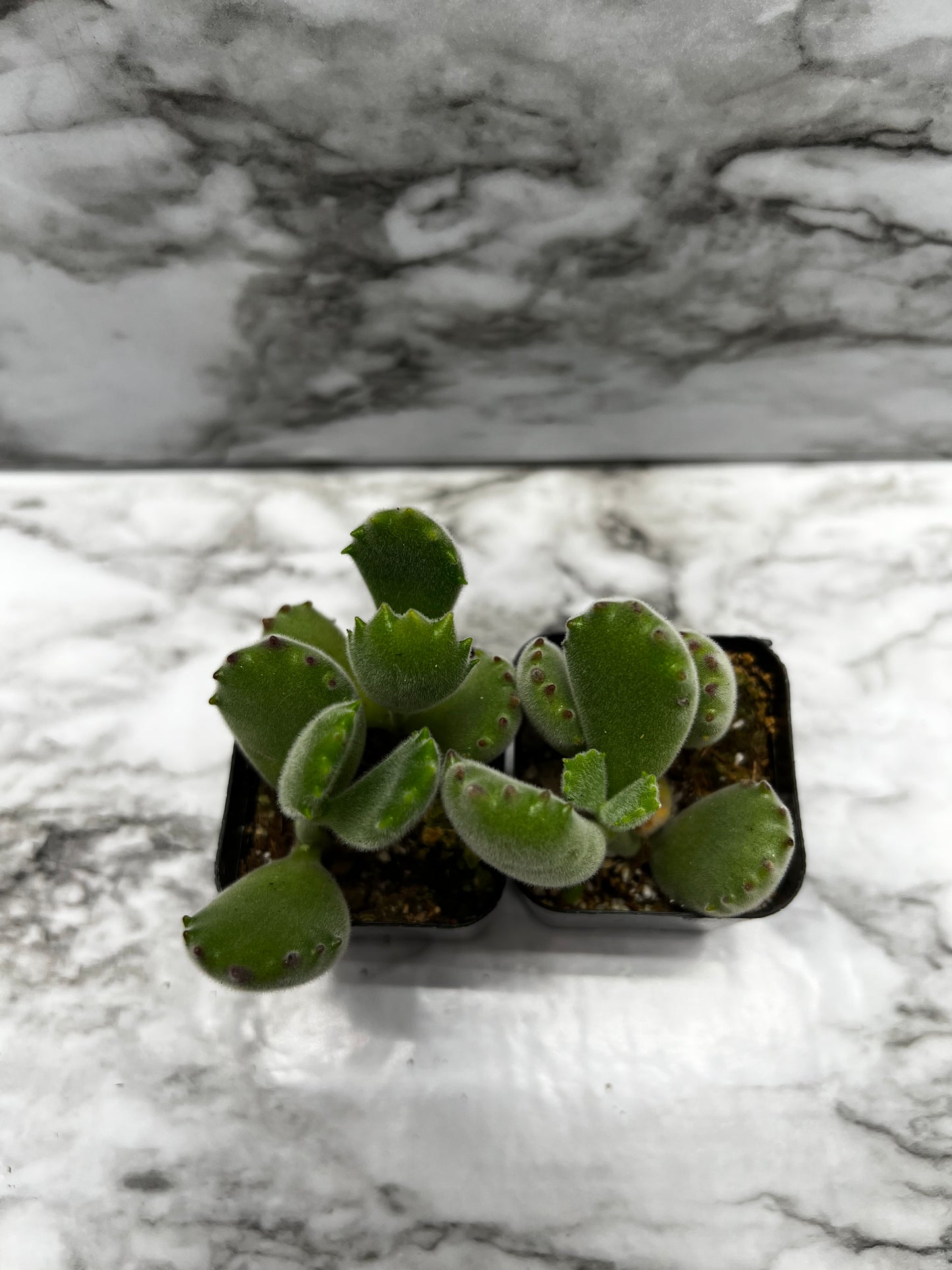 Cotyledon tomentosa - Bear's Paw