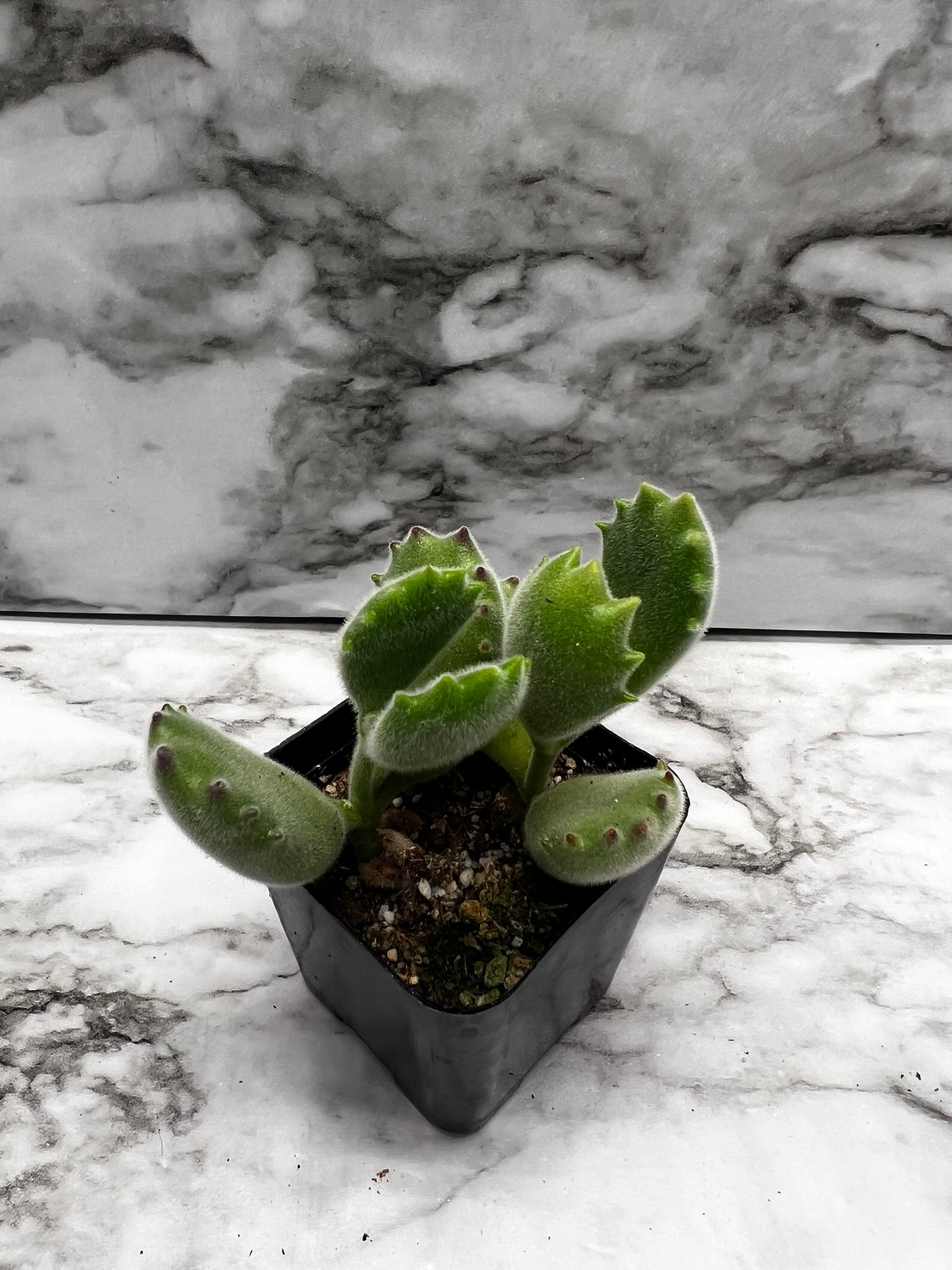 Cotyledon tomentosa - Bear's Paw