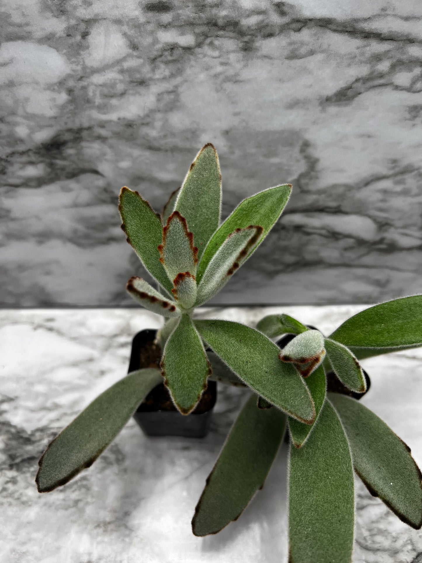 Kalanchoe tomentosa - Panda Plant