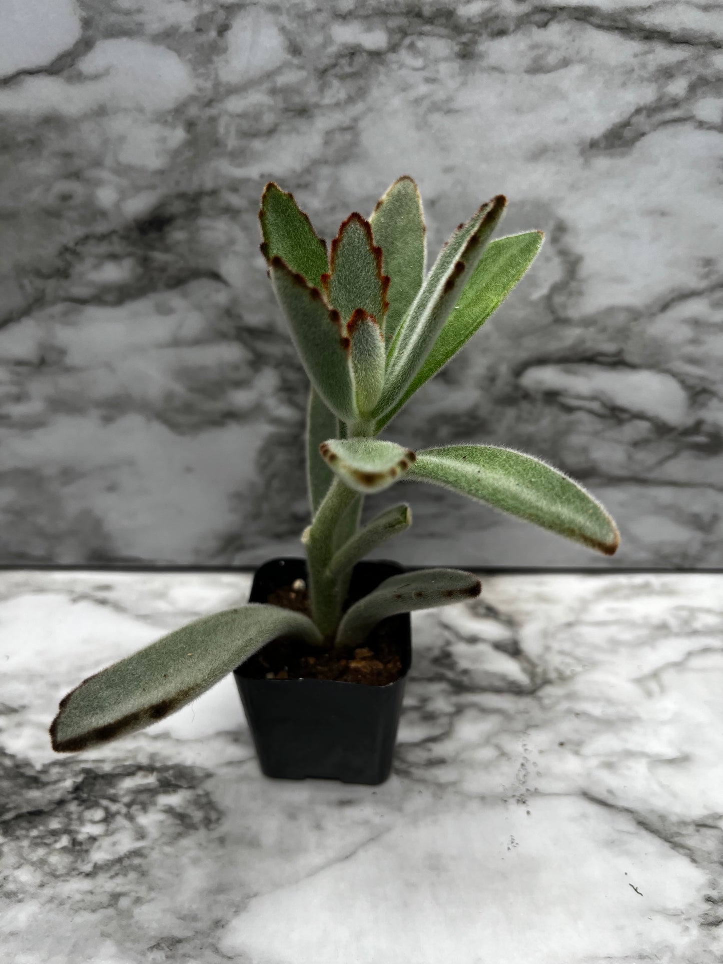 Kalanchoe tomentosa - Panda Plant