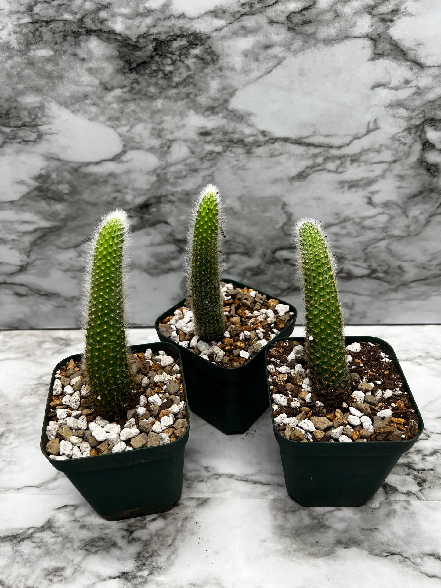 Hilderwintera/Cleistocactus winteri subsp. colademono - Monkey's Tail