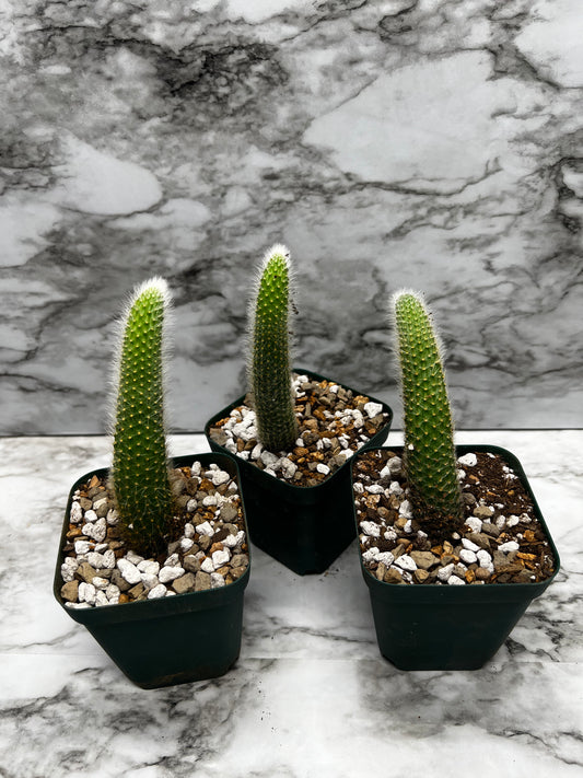 Hilderwintera/Cleistocactus winteri subsp. colademono - Monkey's Tail