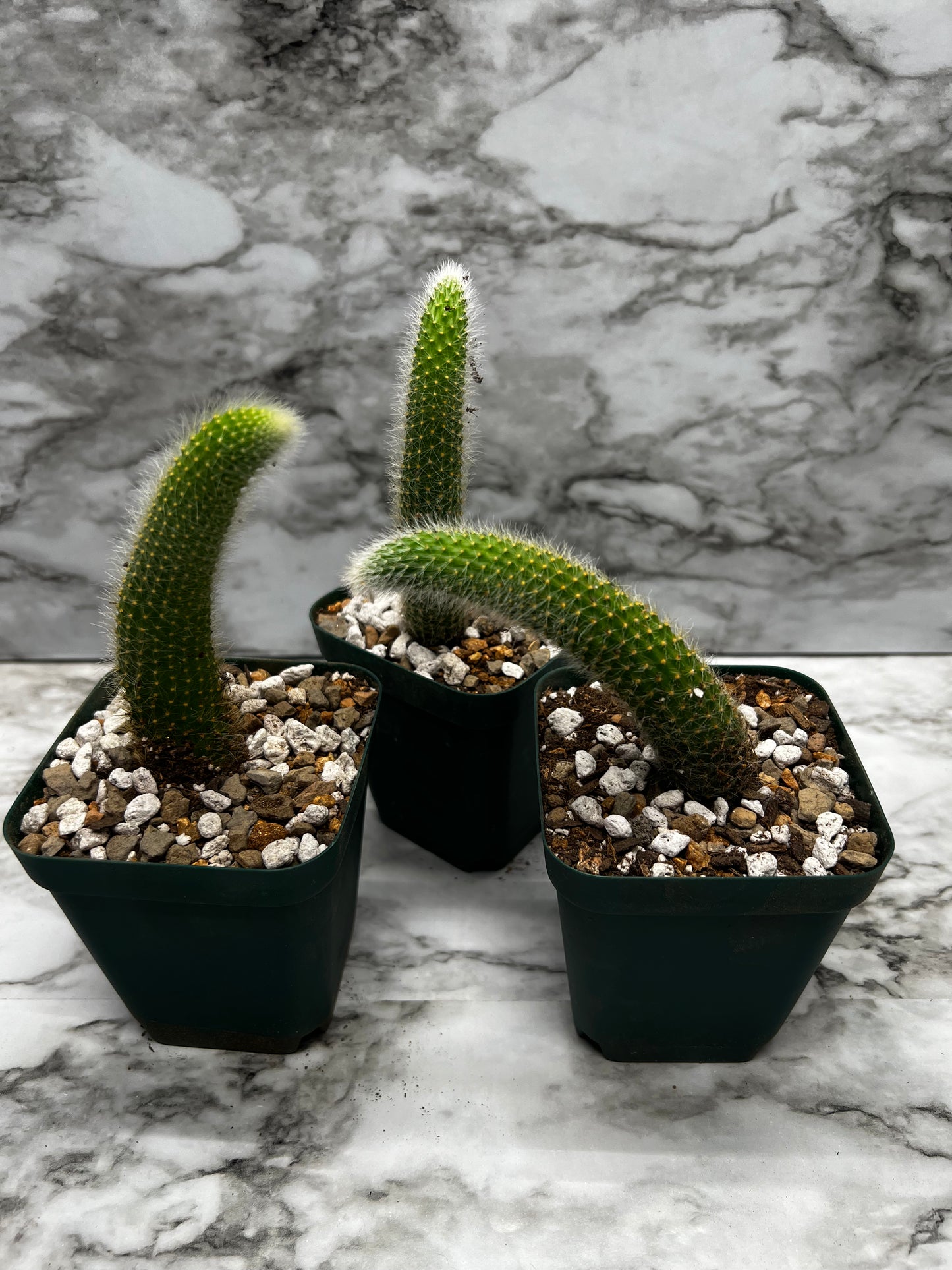 Hilderwintera/Cleistocactus winteri subsp. colademono - Monkey's Tail