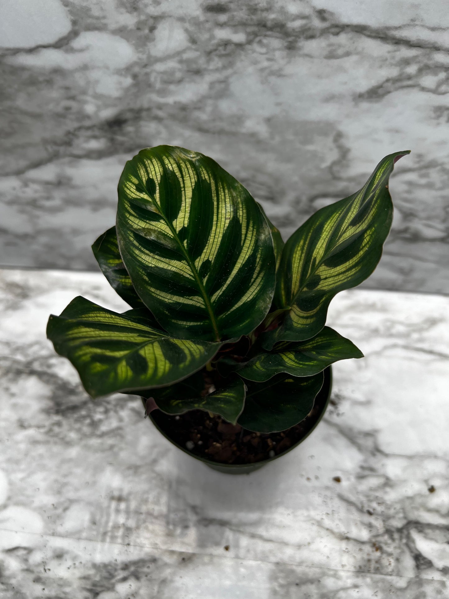 Calathea makoyana - Peacock Plant