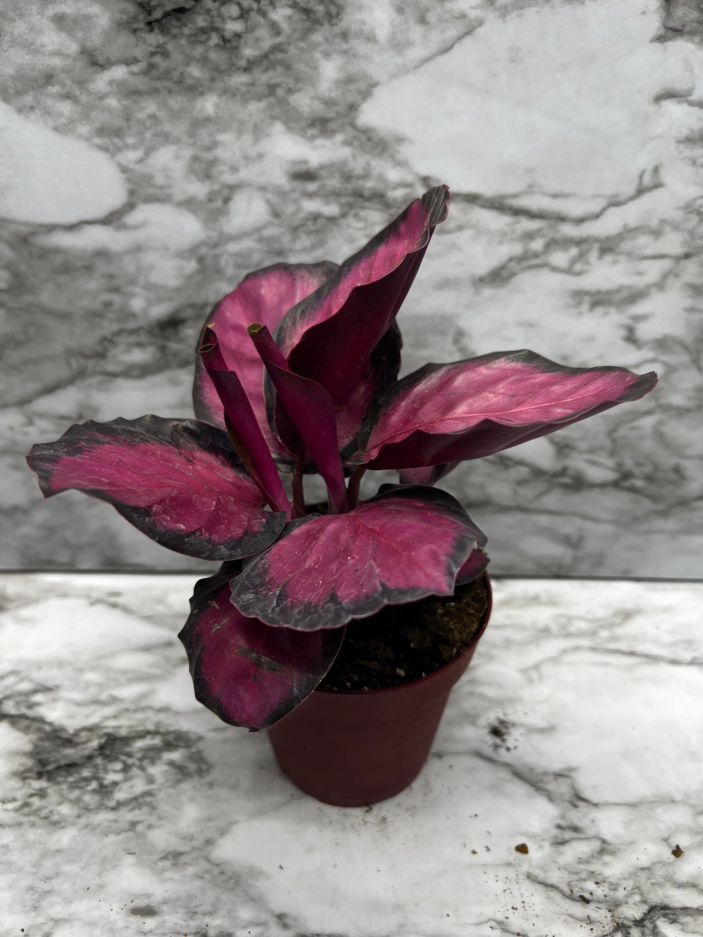 Calathea Picturata Crimson