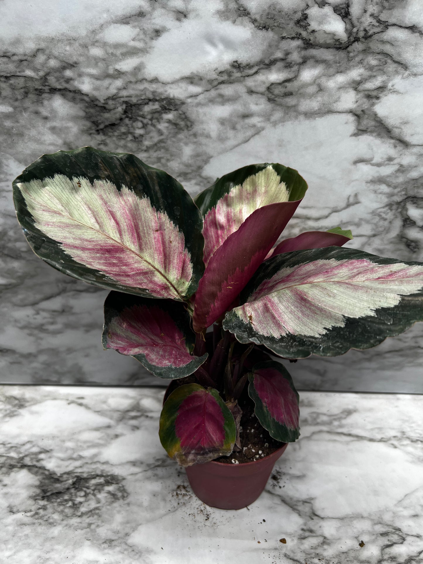 Calathea Picturata