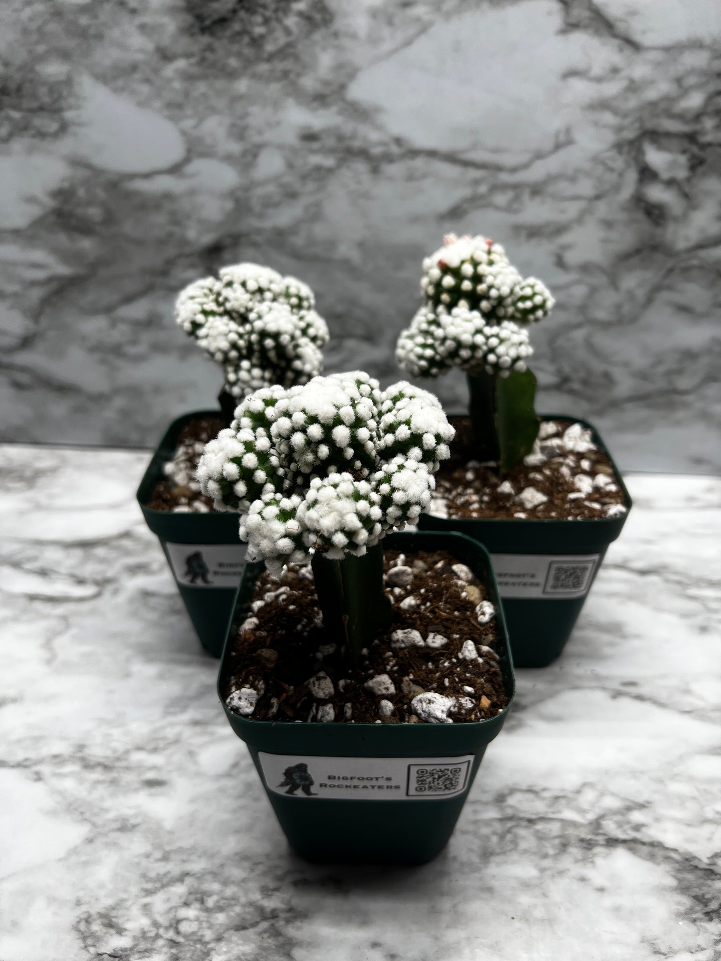 Mammillaria Gracilis Cv. Orgua - Grafted