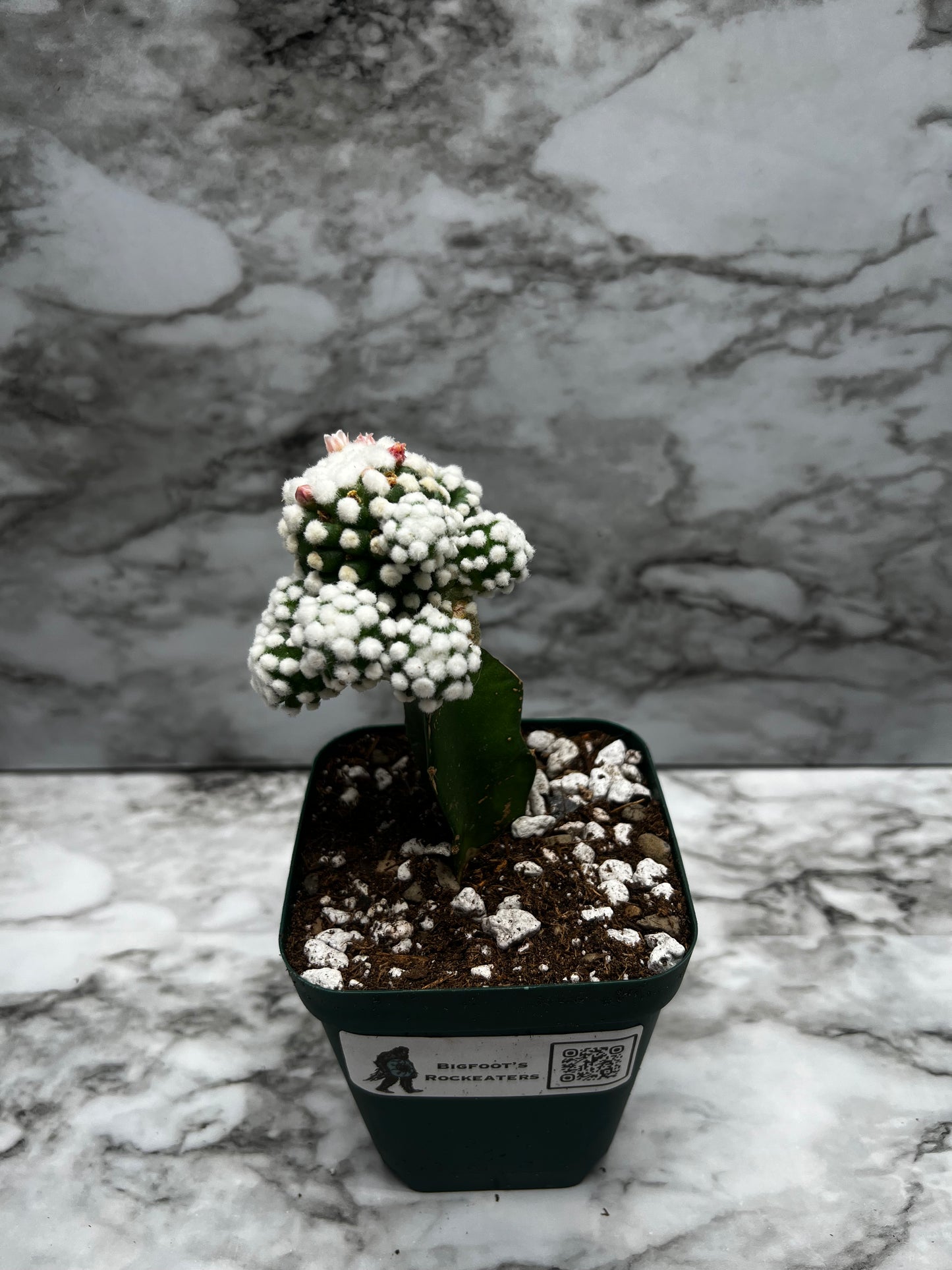 Mammillaria Gracilis Cv. Orgua - Grafted