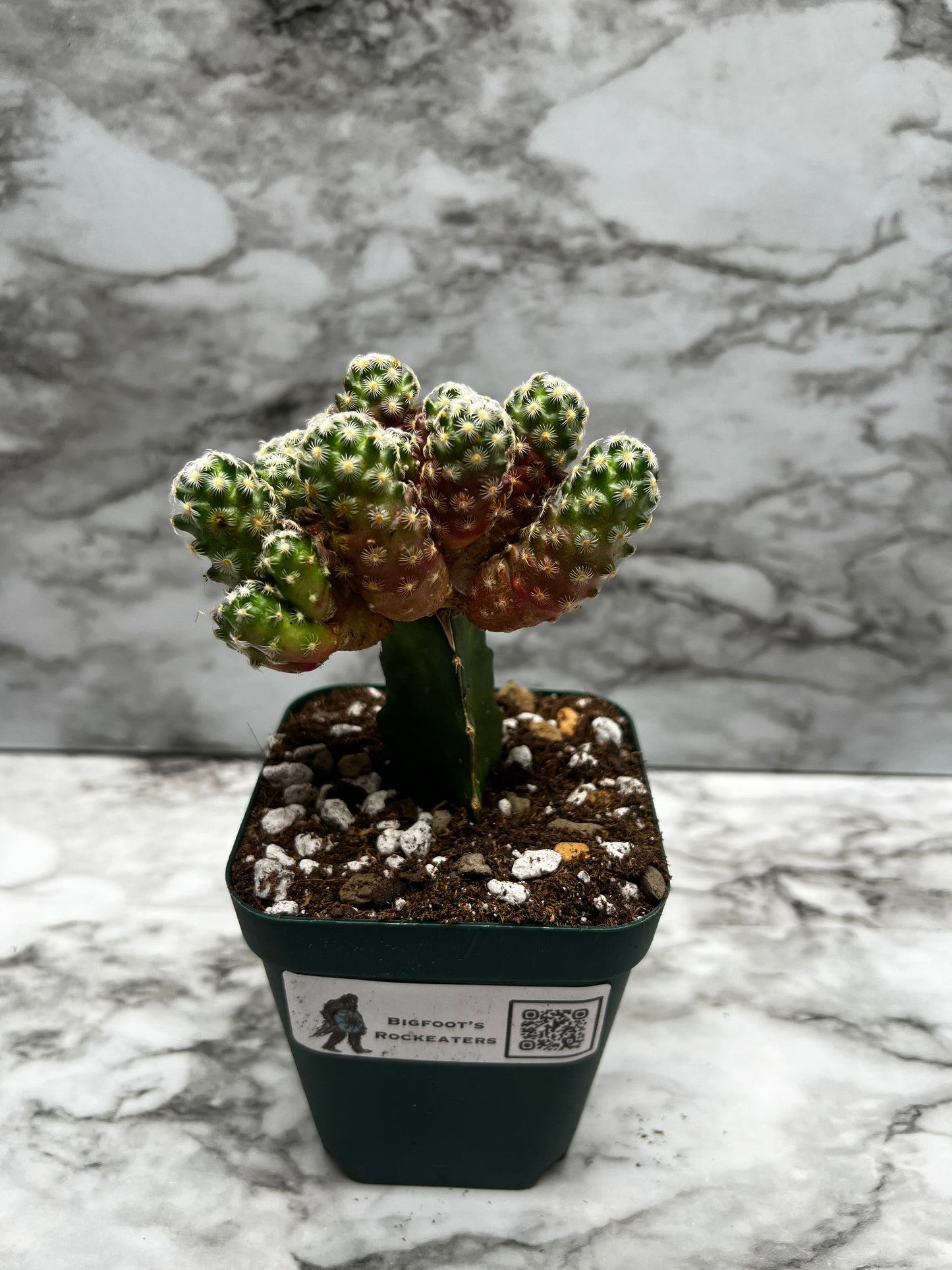 Mammillaria Haudenana-- grafted