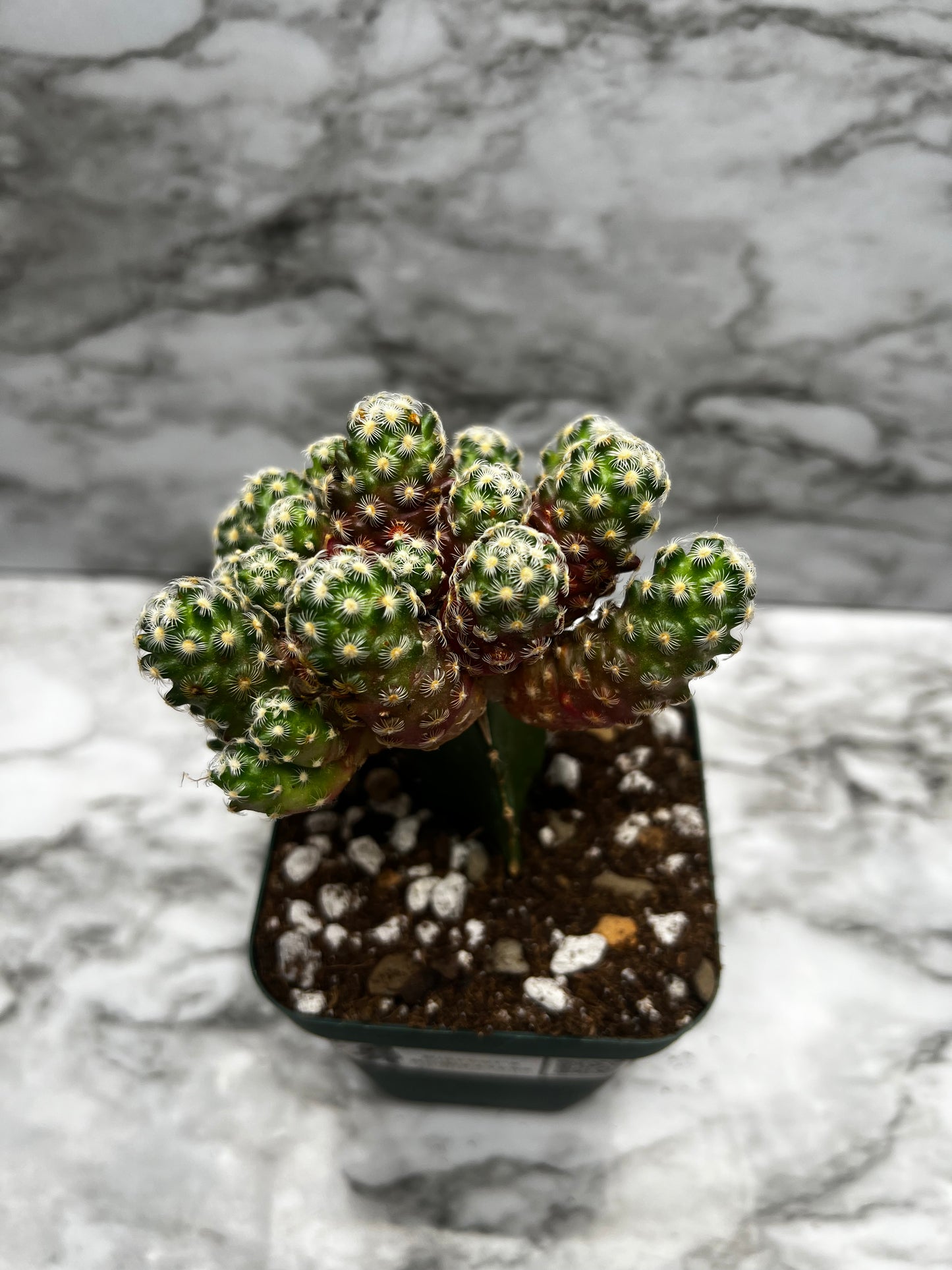 Mammillaria Haudenana-- grafted