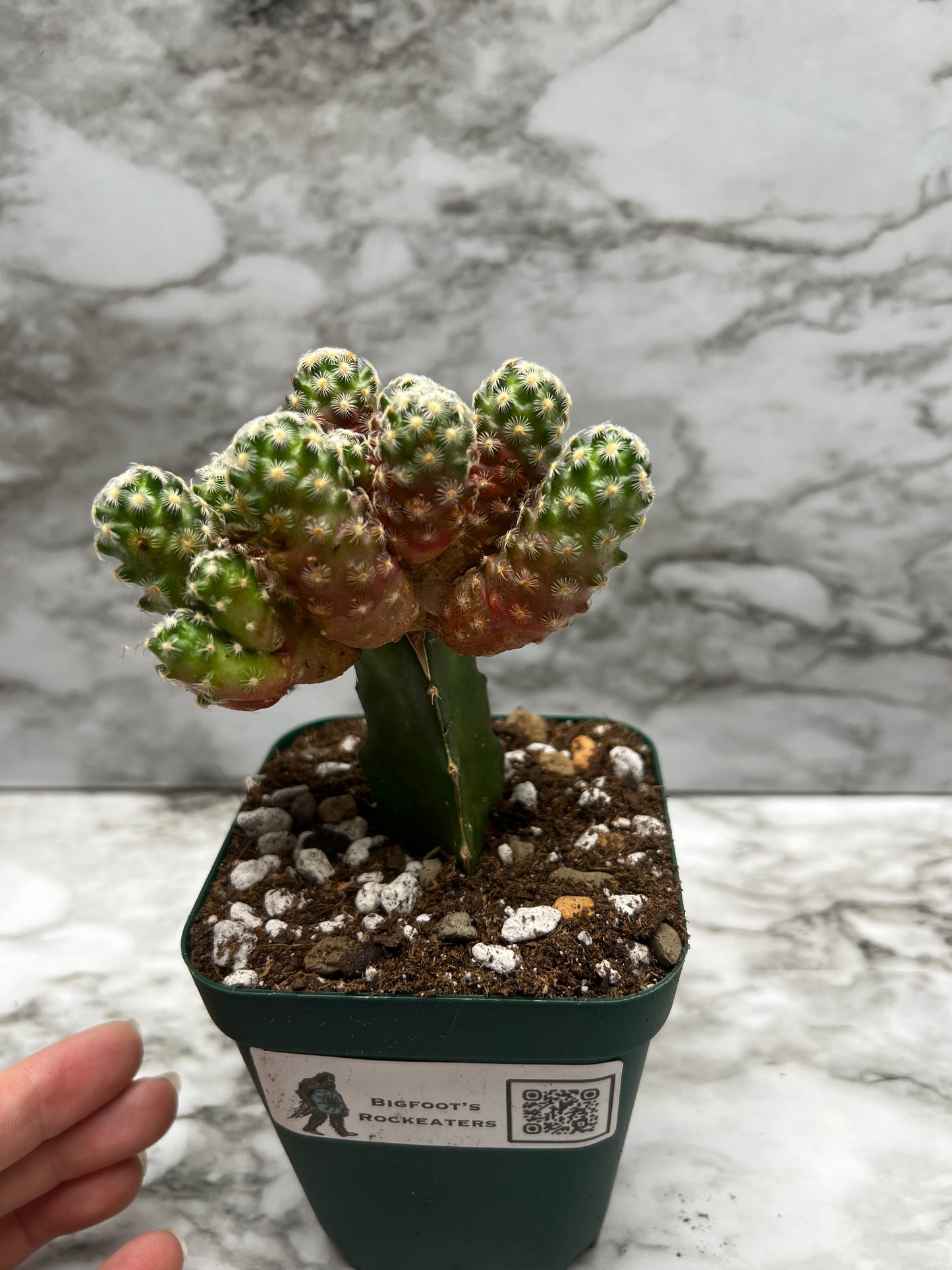 Mammillaria Haudenana-- grafted