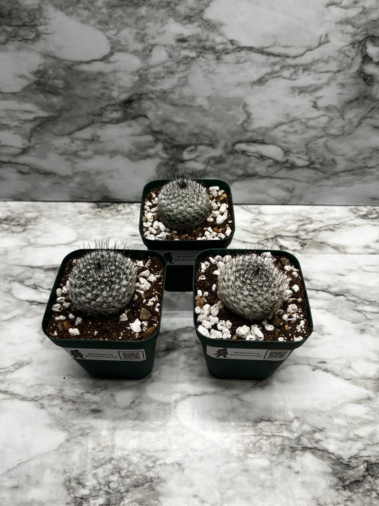 Mammillaria Ritteriana