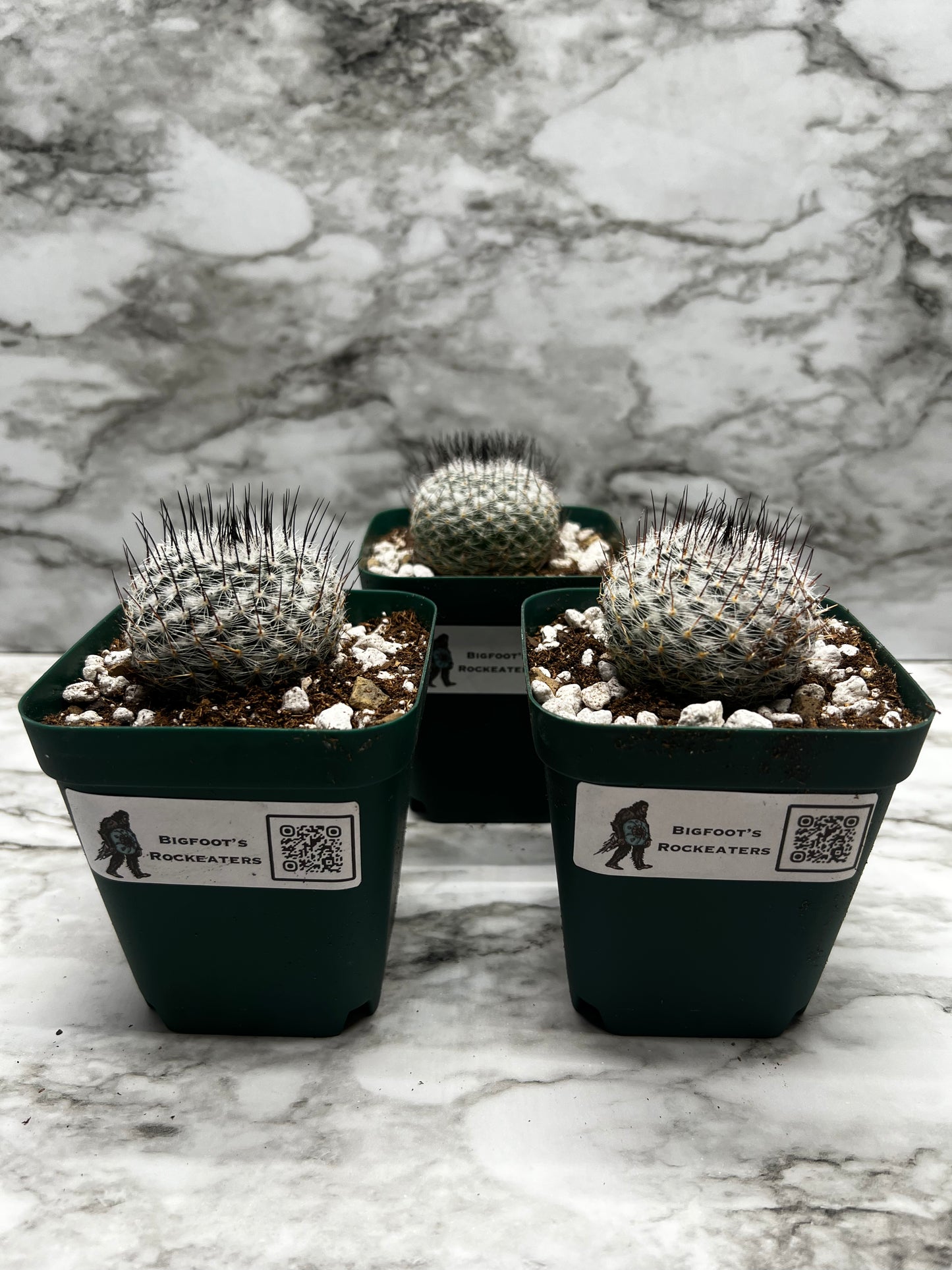 Mammillaria Ritteriana
