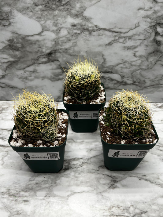 Mammillaria decipiens ssp. camptotricha - Bird's Nest Cactus