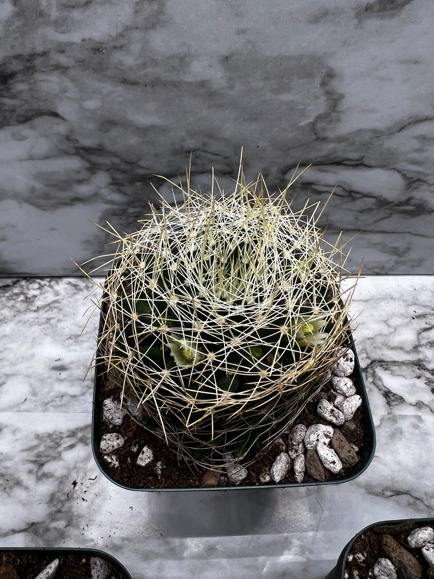 Mammillaria decipiens ssp. camptotricha - Bird's Nest Cactus