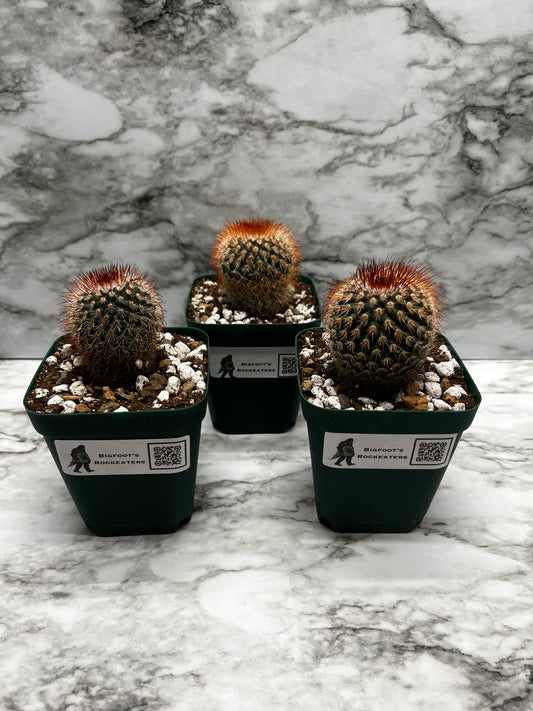 Mammillaria Spinosissima