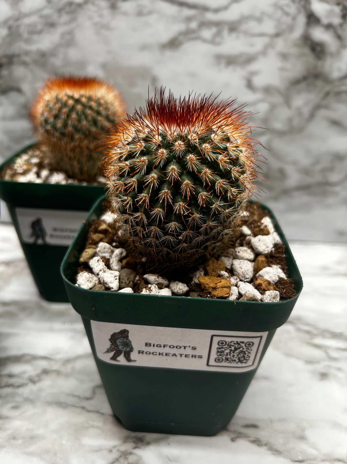Mammillaria Spinosissima