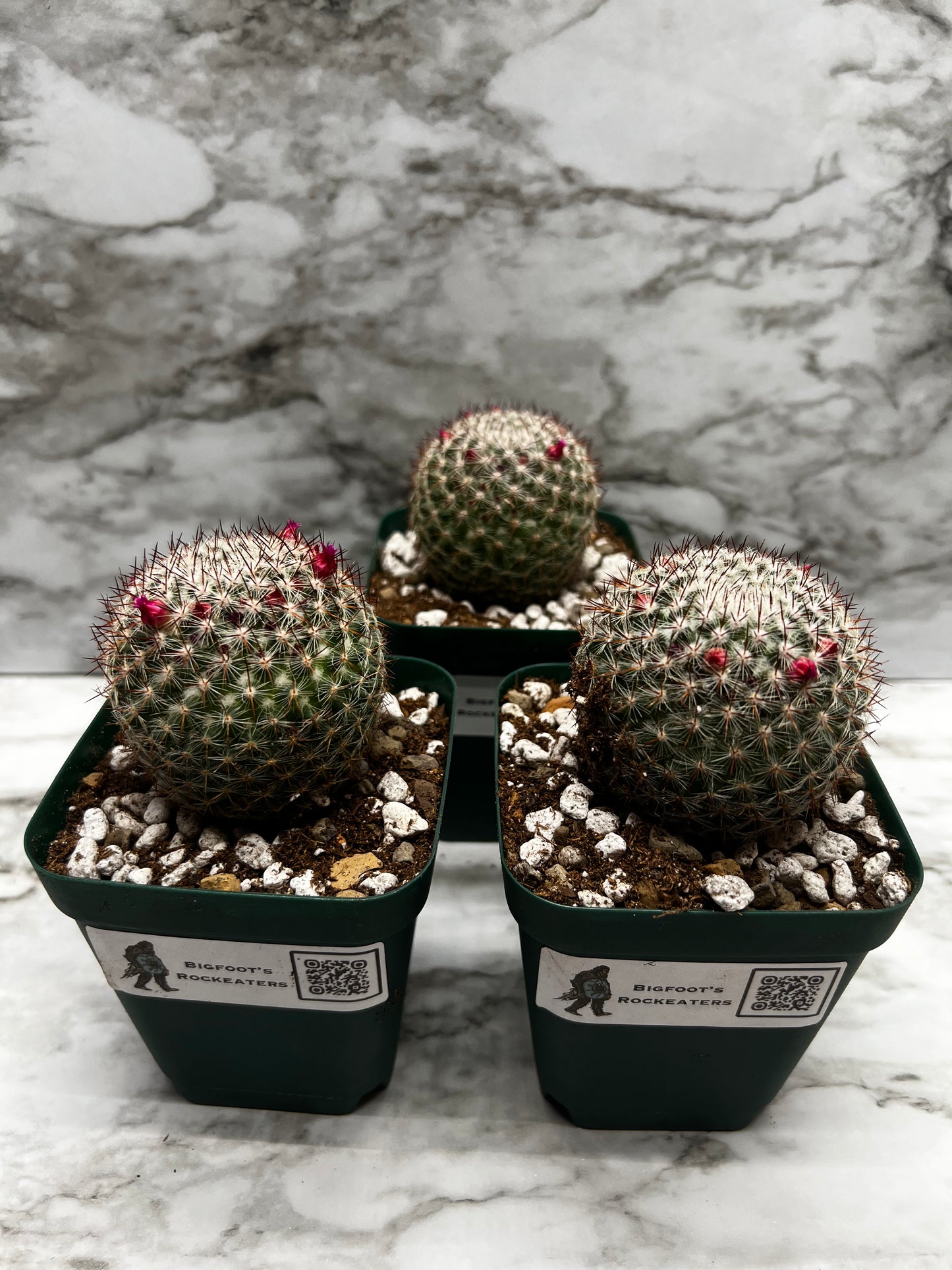Mammillaria Rhodantha Var. Maccartenii
