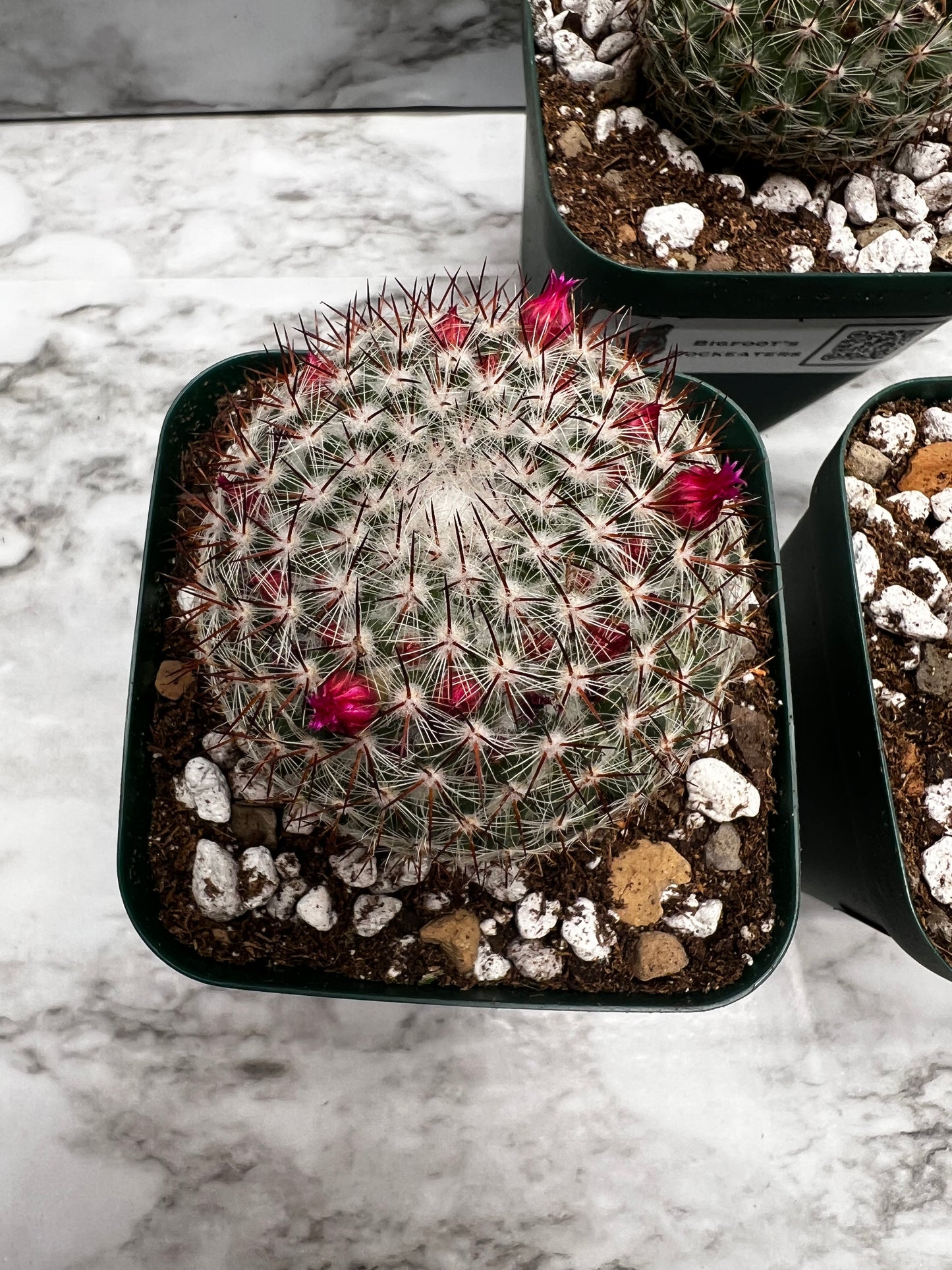 Mammillaria Rhodantha Var. Maccartenii