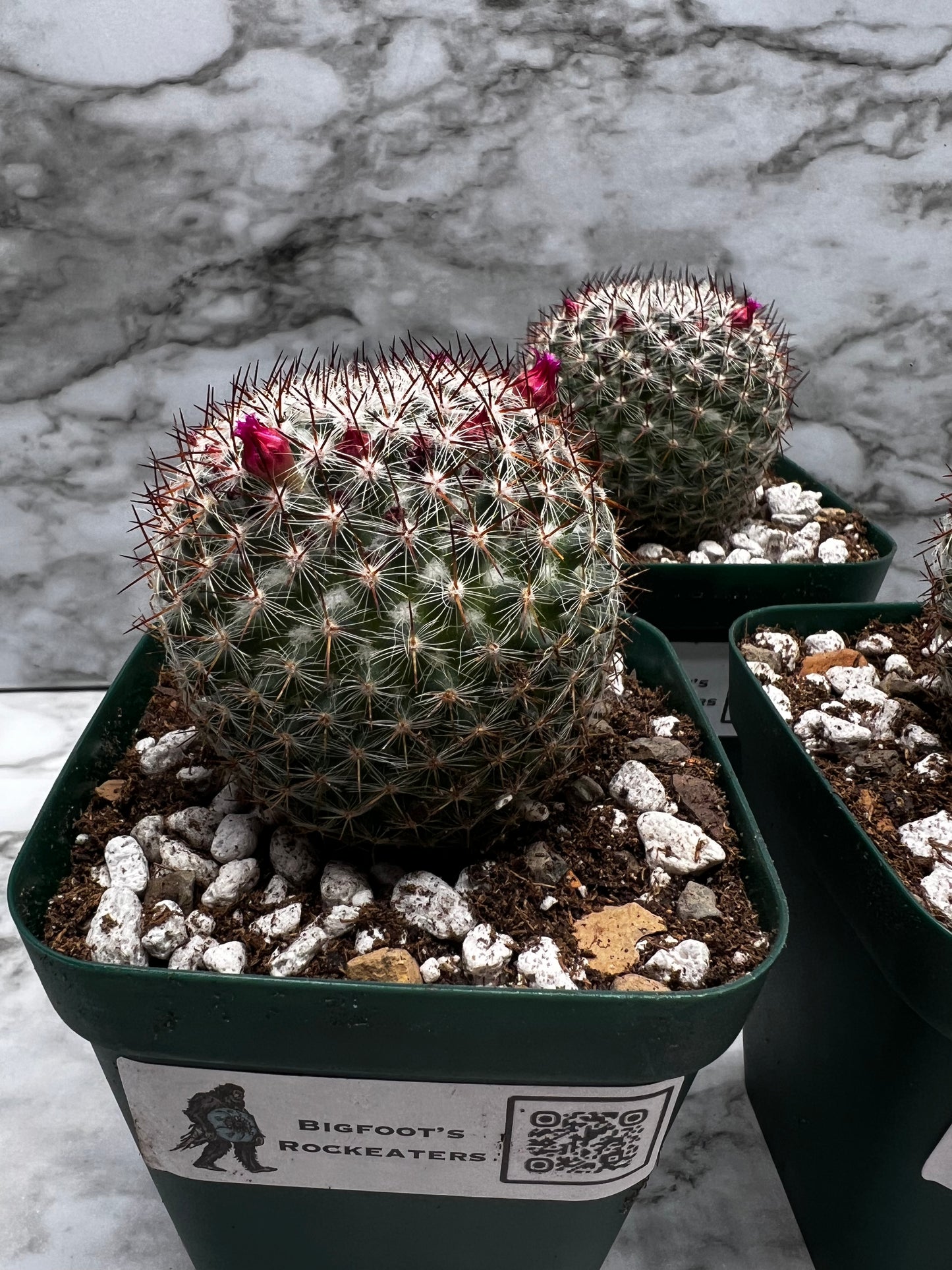 Mammillaria Rhodantha Var. Maccartenii
