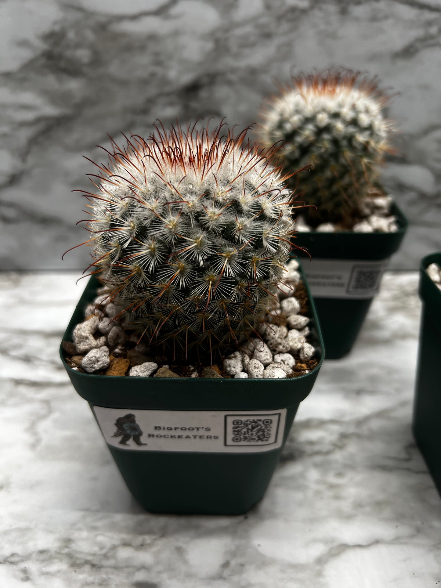 Mammillaria bombycina Quehl