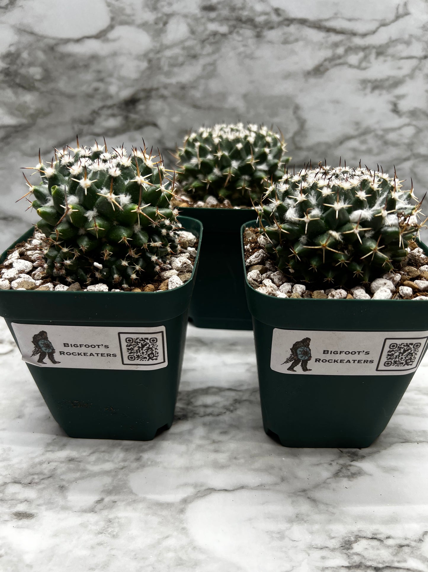 Mammillaria Maginmama Priessnitzii