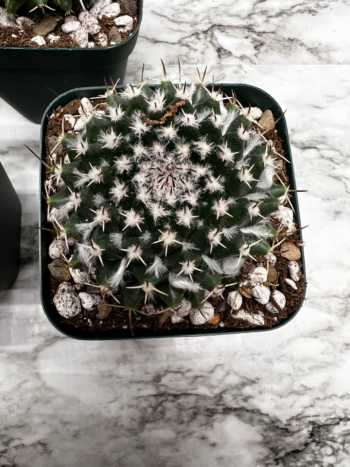 Mammillaria Maginmama Priessnitzii