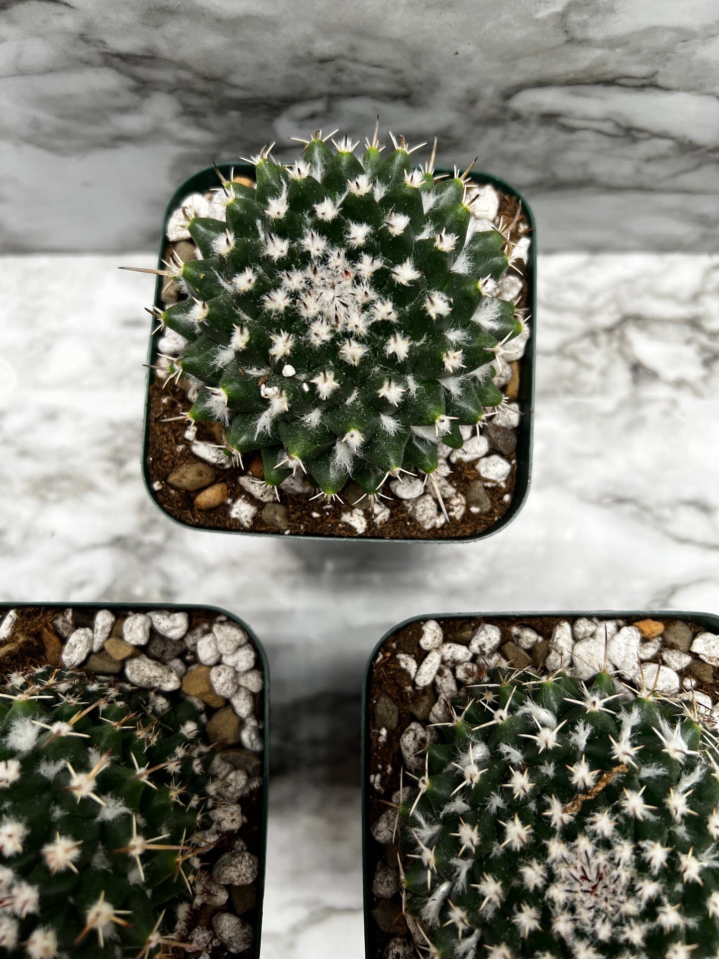 Mammillaria Maginmama Priessnitzii