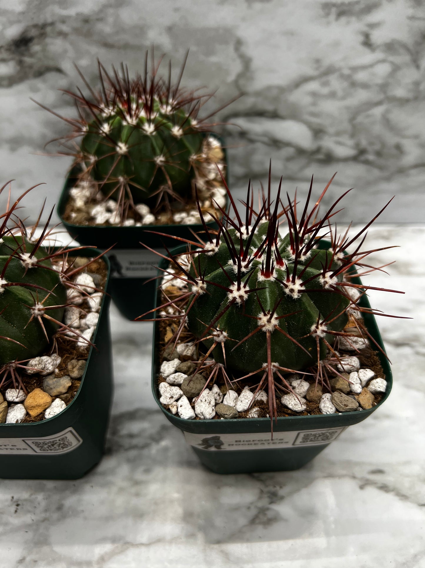 Melocactus Ferreophilus