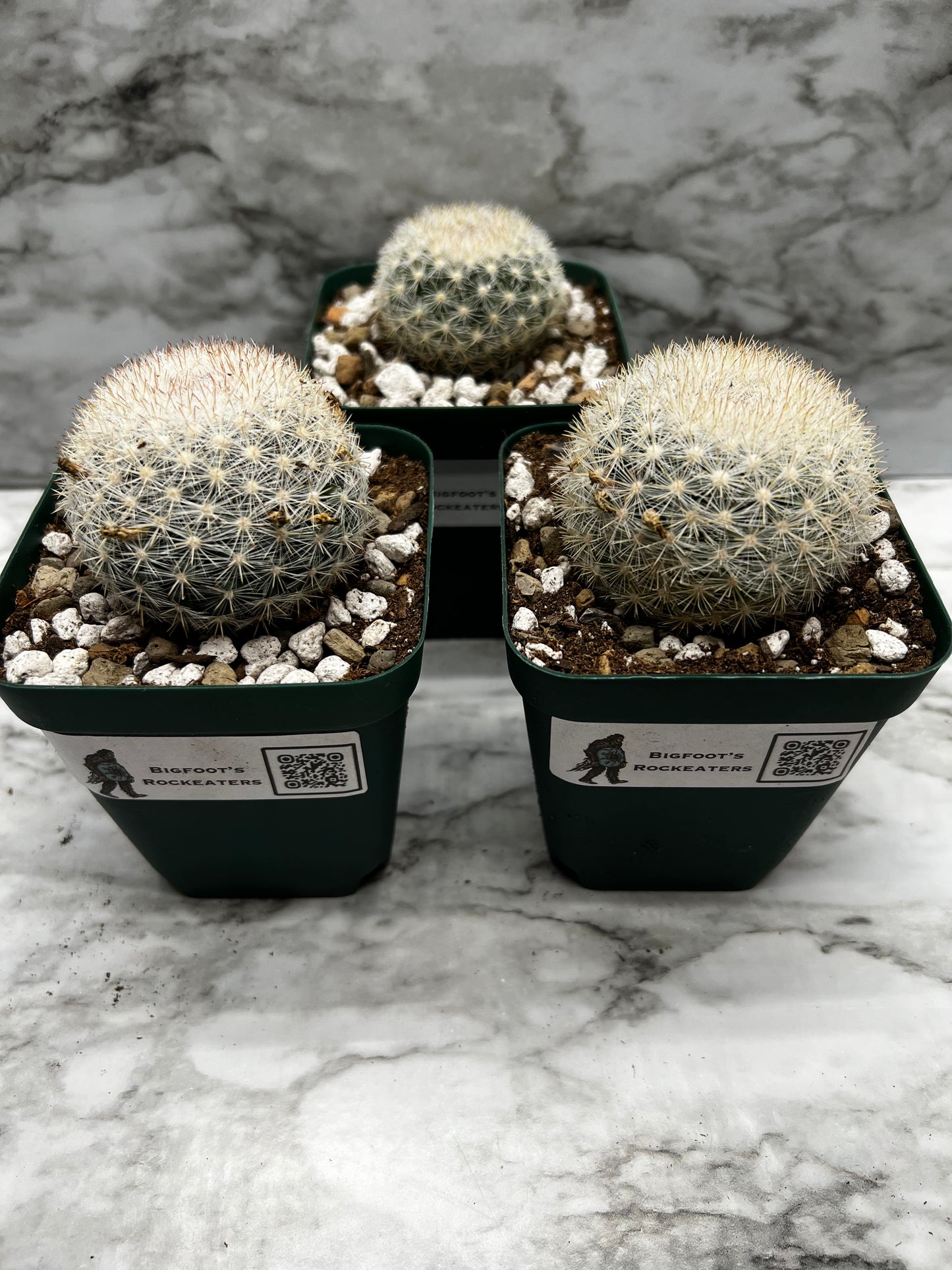 Mammillaria Candida