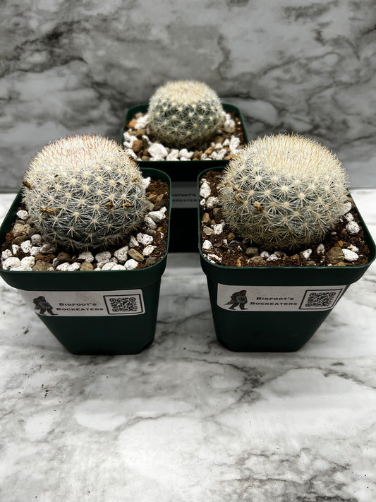 Mammillaria Candida