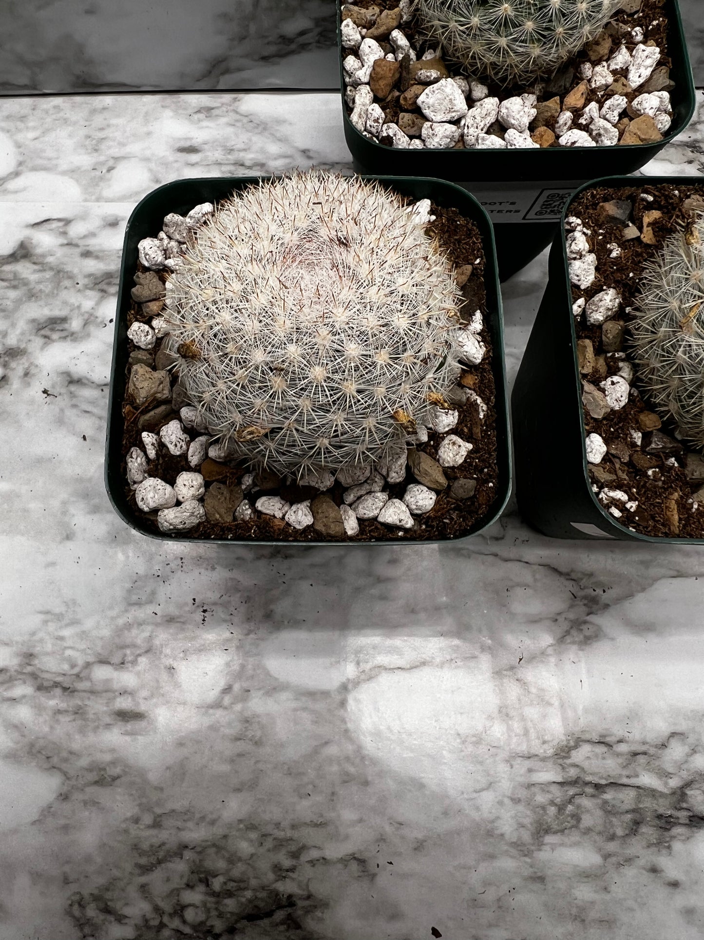 Mammillaria Candida