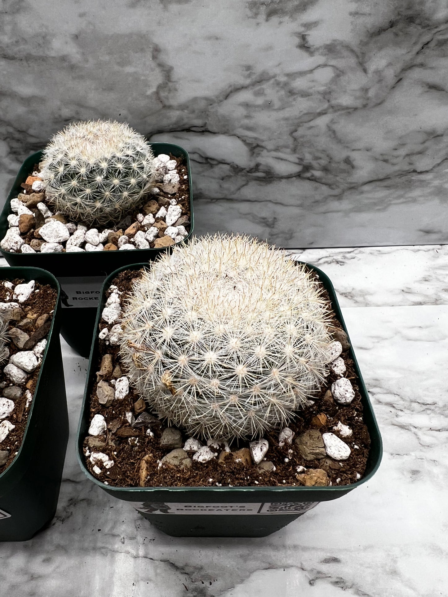 Mammillaria Candida