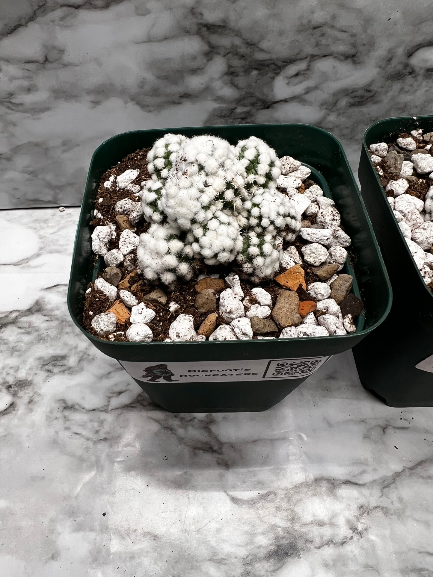 Mammillaria Gracilis cv. Orgua