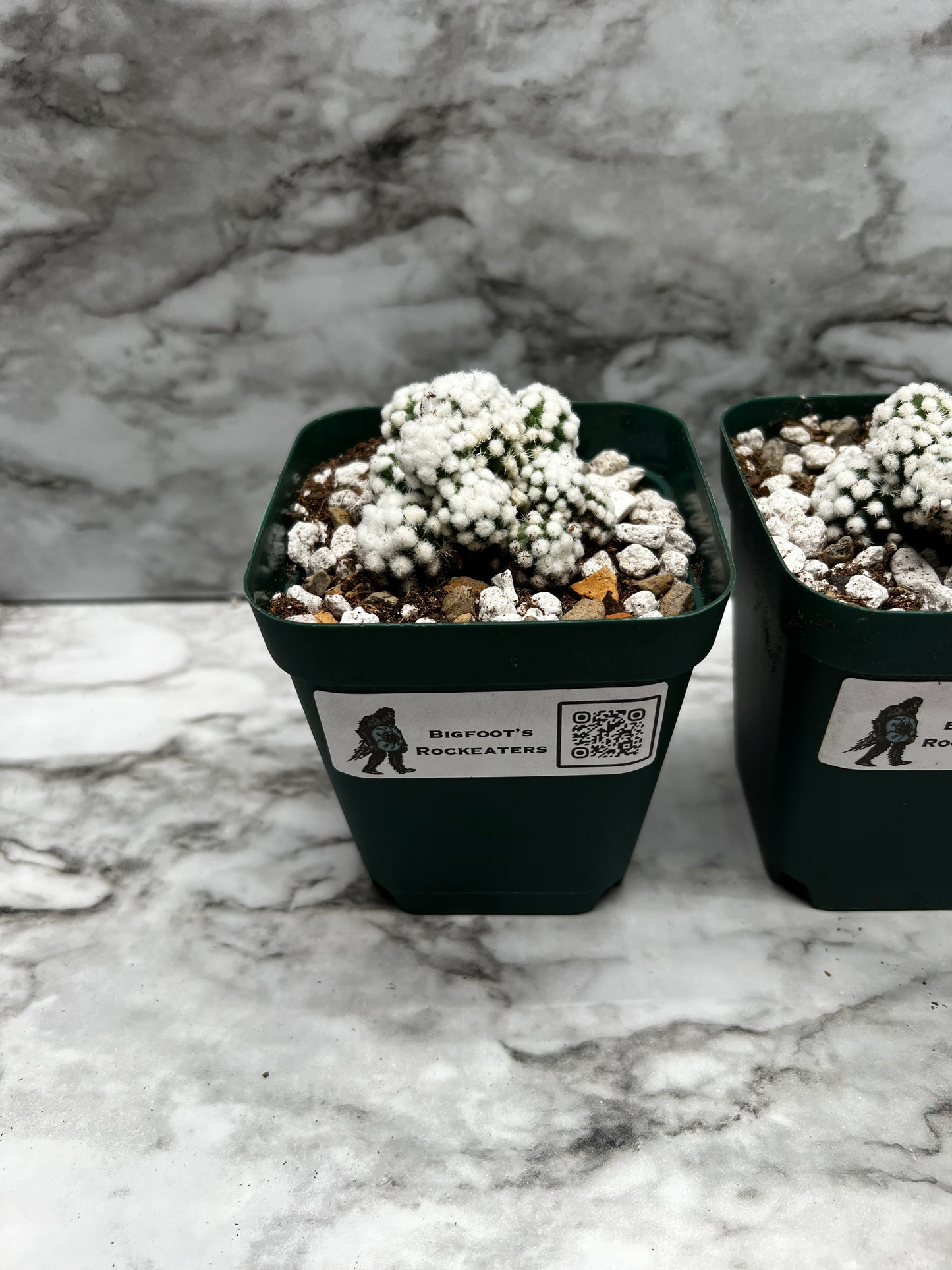 Mammillaria Gracilis cv. Orgua