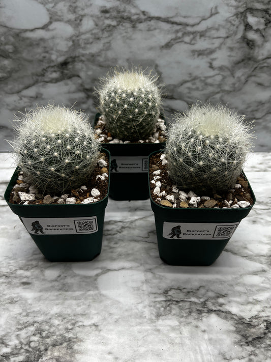 Mammillaria Senilis