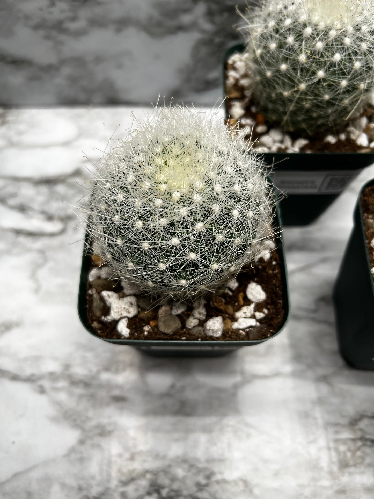 Mammillaria Senilis