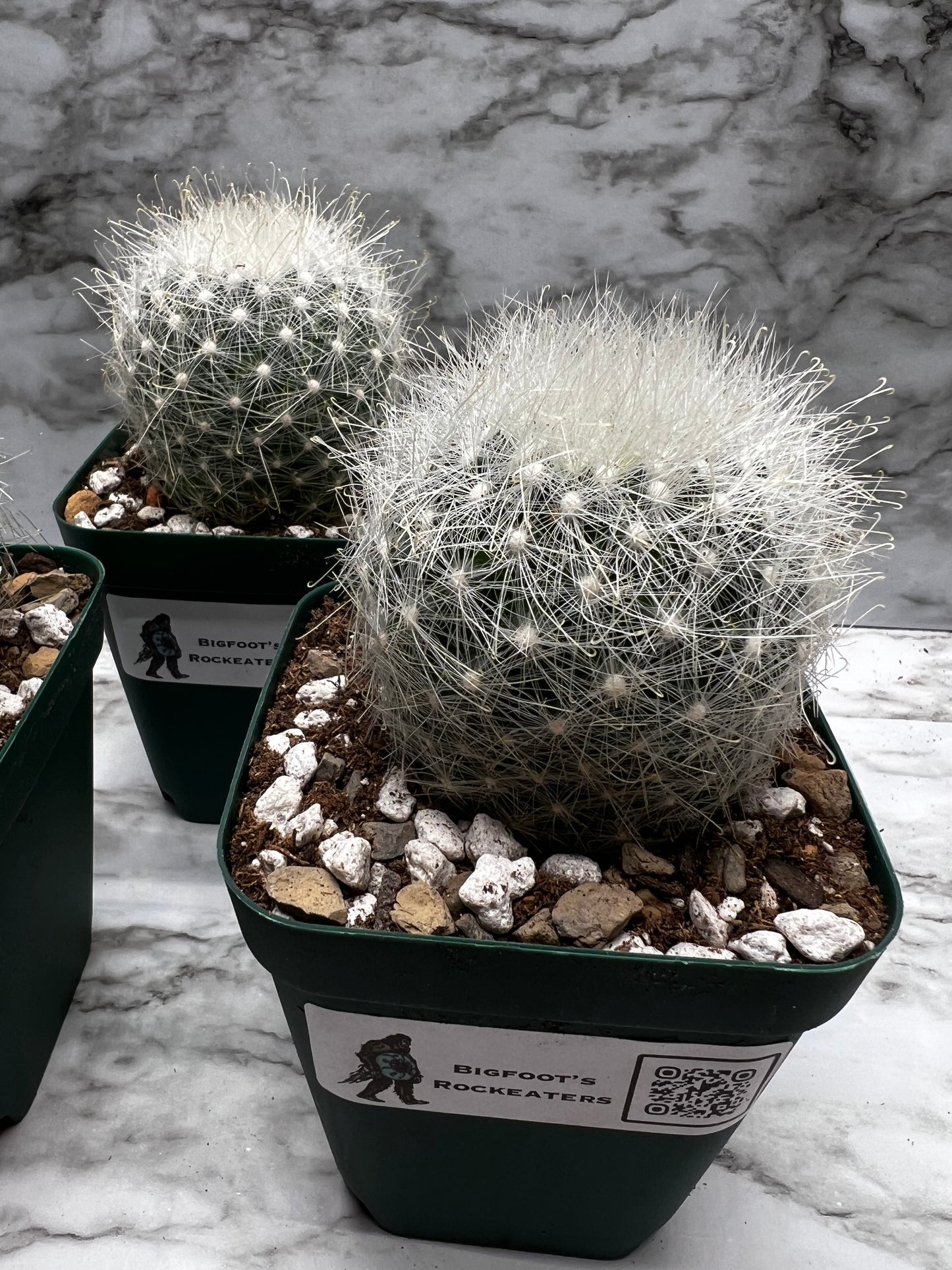 Mammillaria Senilis