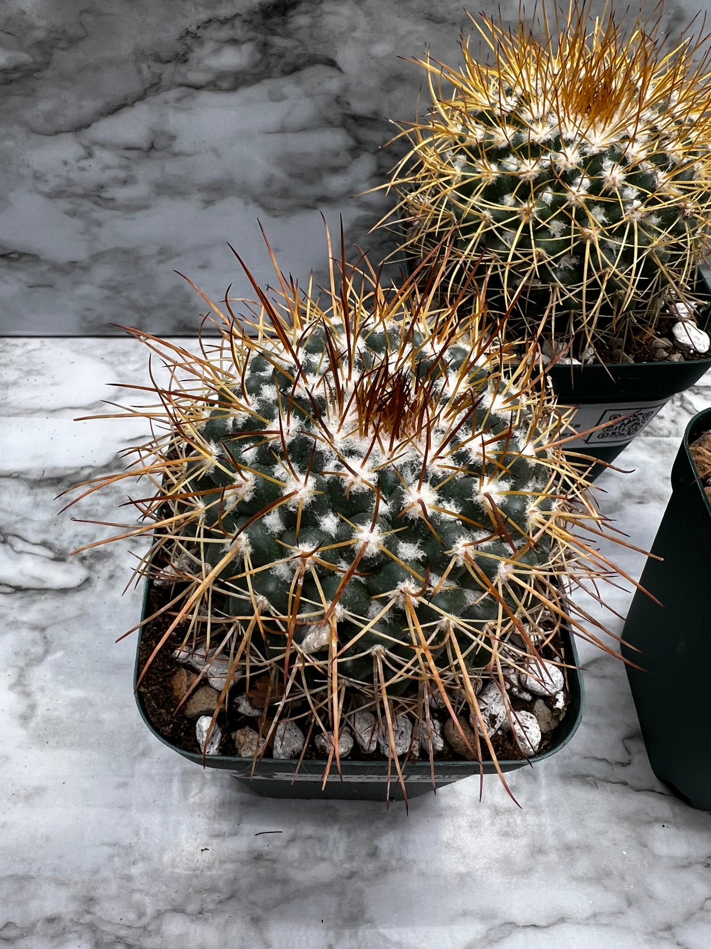 Mammillaria Petersonii