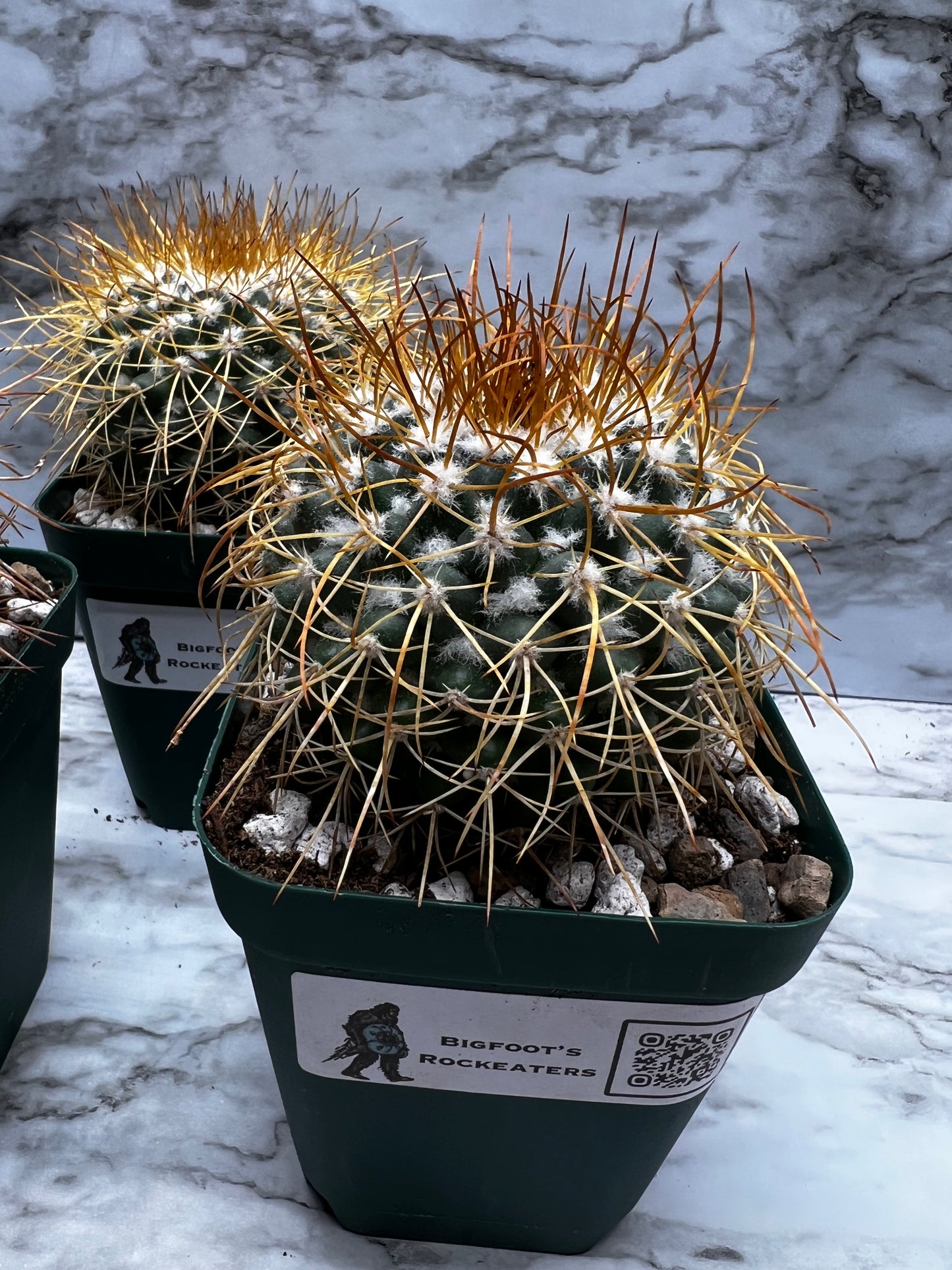 Mammillaria Petersonii