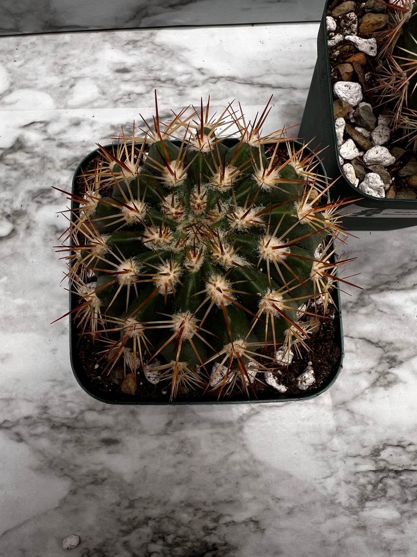 Melocactus Violaceus