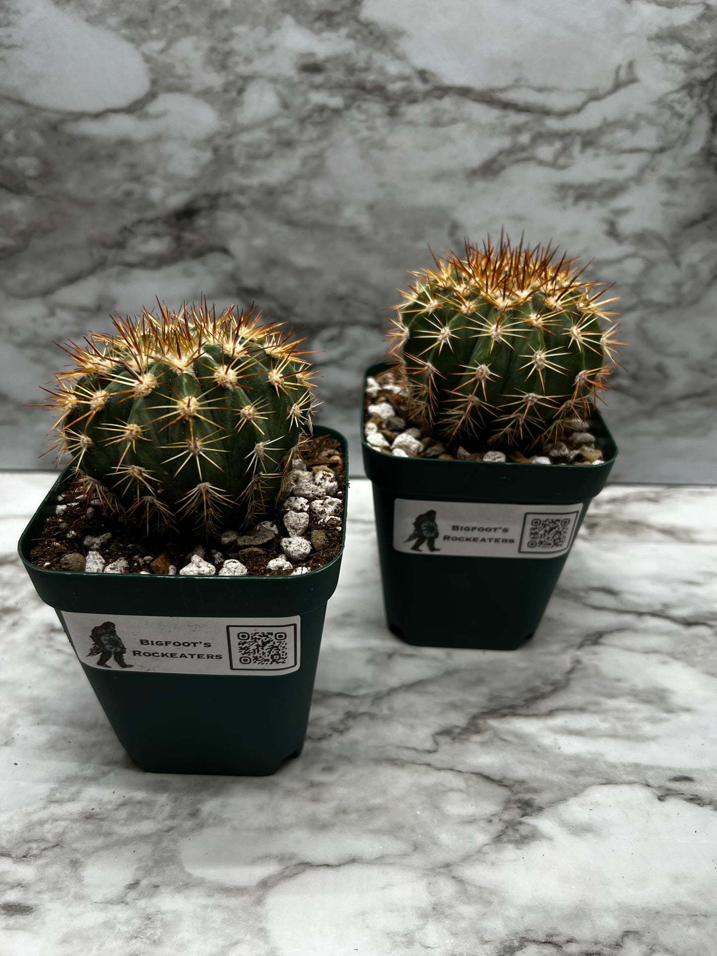 Melocactus Violaceus