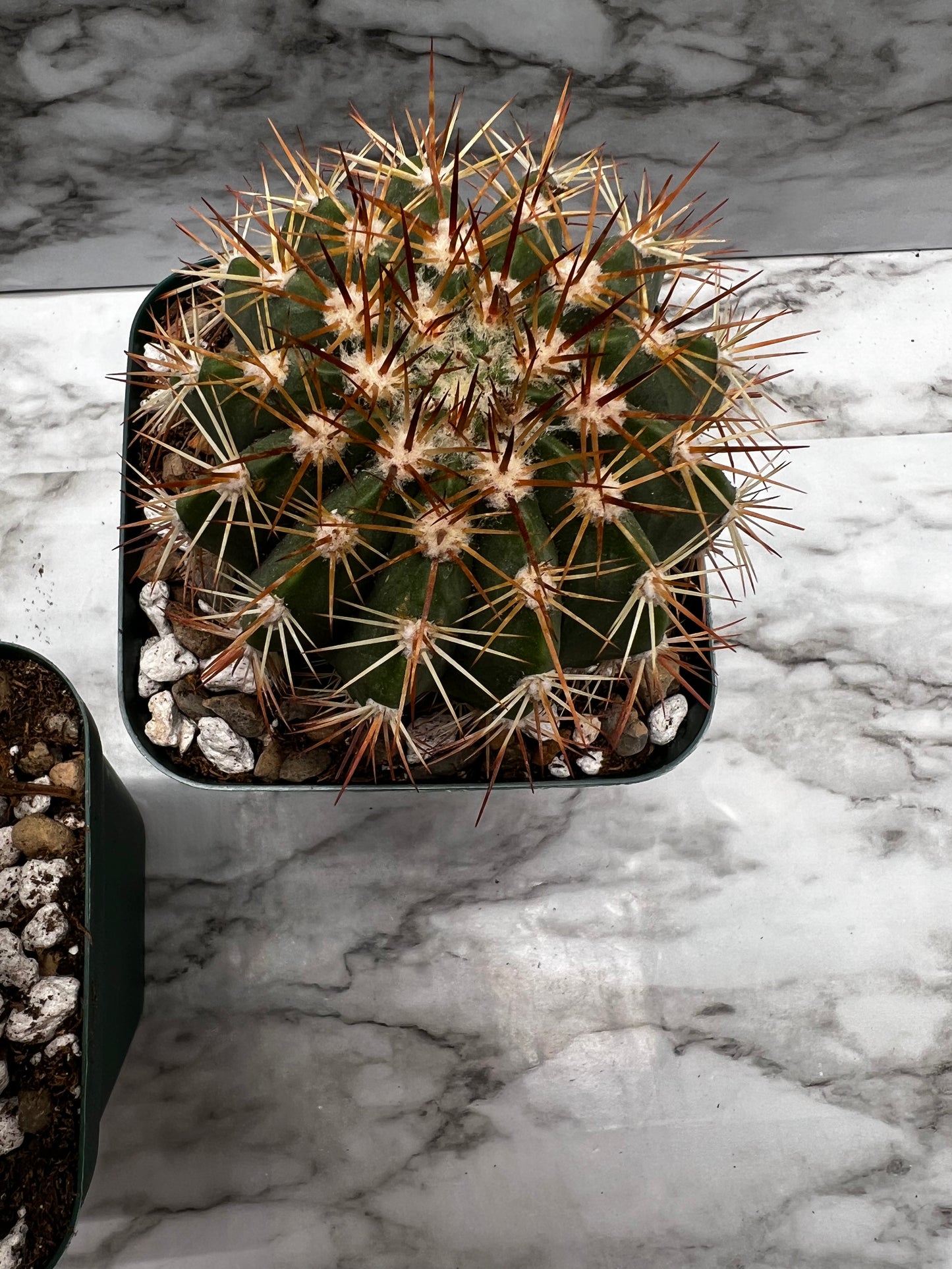 Melocactus Violaceus