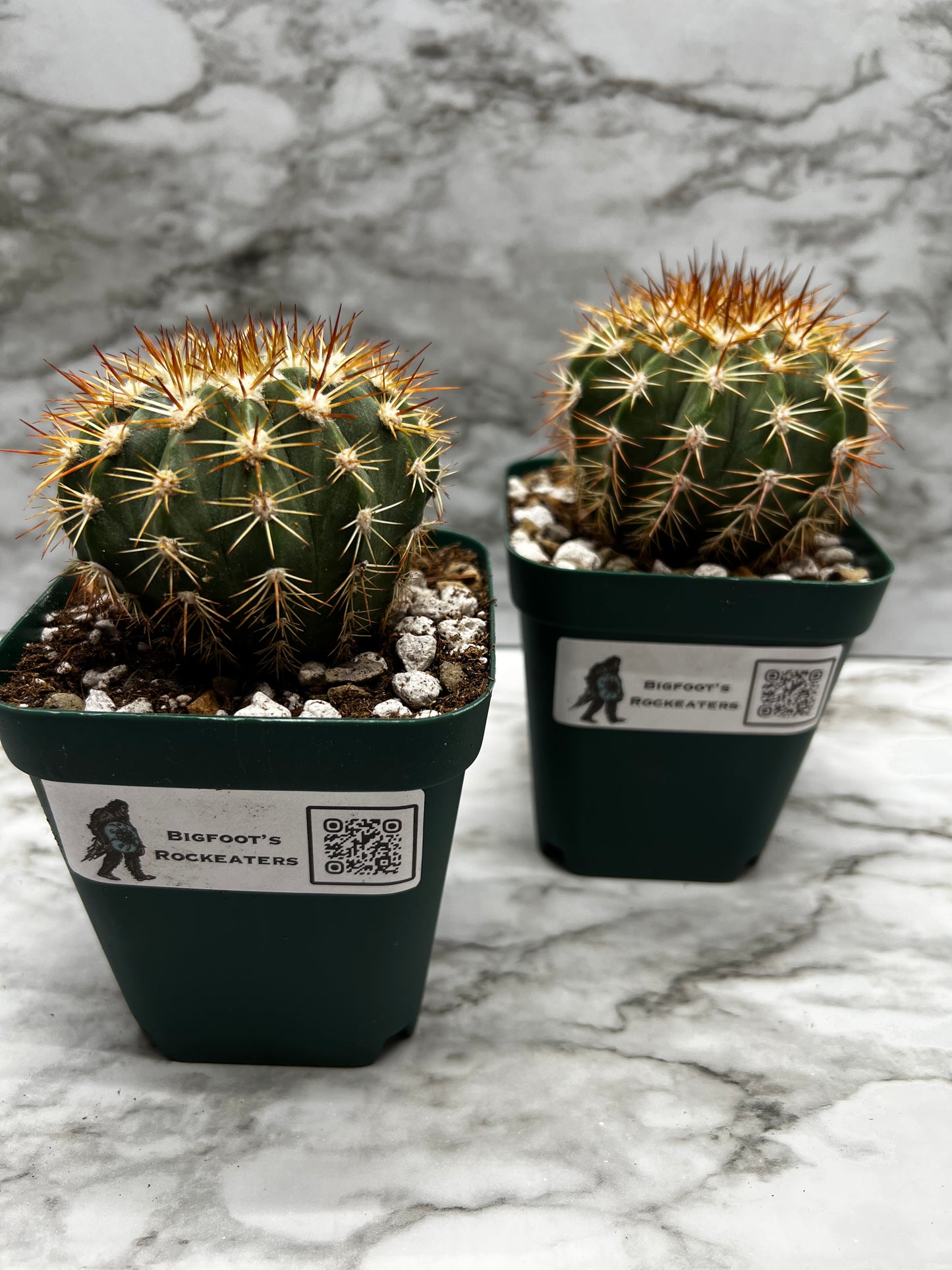 Melocactus Violaceus