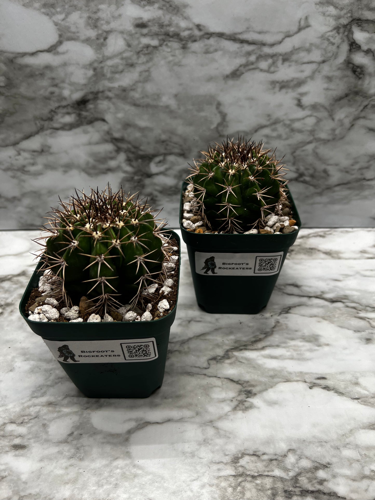 Melocactus Concinnus