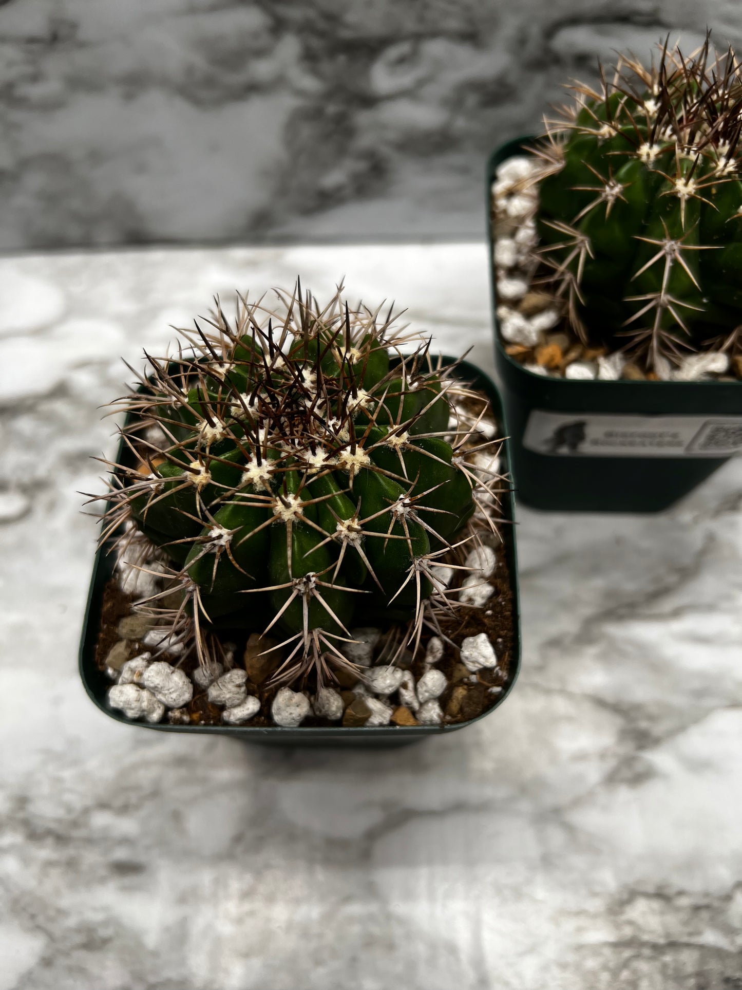 Melocactus Concinnus