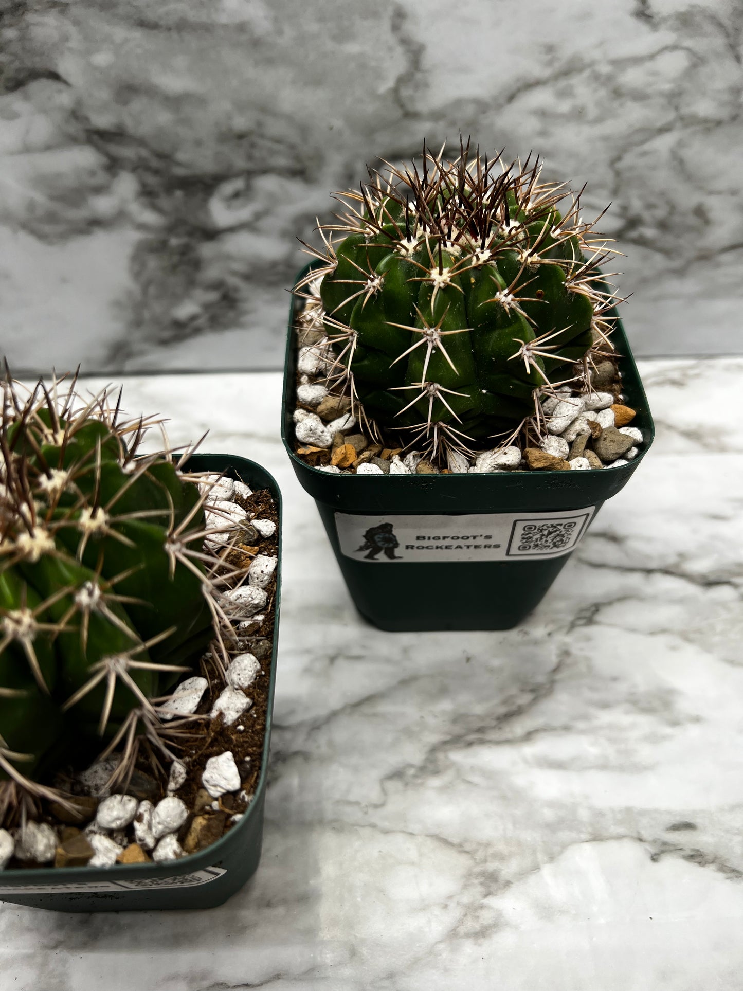 Melocactus Concinnus